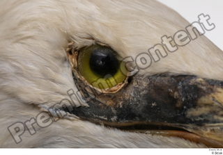 Stork  2 eye 0002.jpg